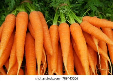 Bunches of colorful orange carrots with green tops held together with elastic bands. Selective focus with space for text. - Powered by Shutterstock