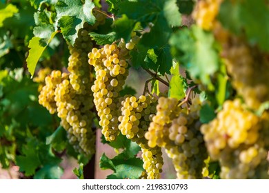 Bunches Of Fresh White Chardonnay Grapes Hanging On Vines With Green Leaves On Sunny Day On Vineyard