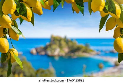 Bunches of fresh yellow ripe lemons with green leaves in form of frame. Isola Bella located near Taormina, Sicily in blurred background.