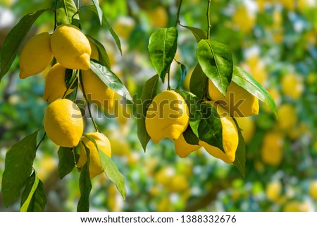 Bunches of fresh yellow ripe lemons on lemon tree branches in Italian garden 