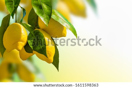 Bunches of fresh yellow ripe lemons with green leaves on blurred background with copyspace. Lemon is species of small evergreen tree.