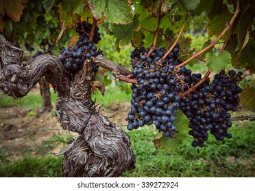 Bunches Of Grapes Hanging On Vine At Vineyard In Bordeaux France