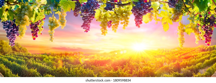 Bunches Of Grapes Hanging Vine Plant With Defocused Vineyard At Sunset - Shutterstock ID 1809598834