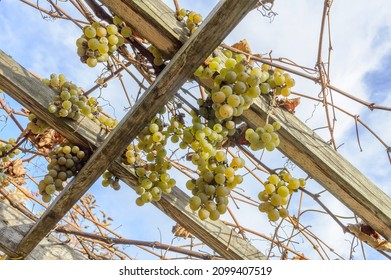 Bunches Of Grapes And Vine On The Lattice Before Grapes Being Harvested In Autumn And Blue Sky With Clouds