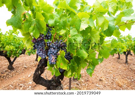 bunches of grapes and vines from the Clape massif maturing a few weeks before the harvest