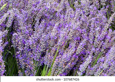 Bunches Of Lavendar Flower Stems On Display At The Farmers Market