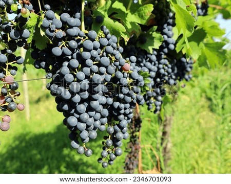 Bunches of Pignolo grapes hanging on vine. It is an ancient grape variety grown in the region of Friuli, Italy.