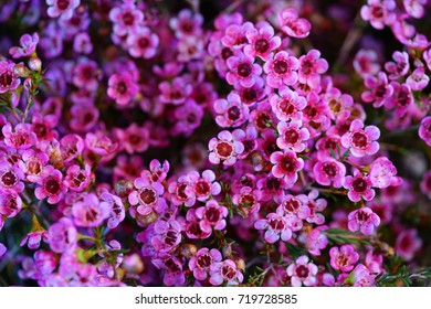 Bunches Of Pink And White Waxflowers (Chamelaucium)