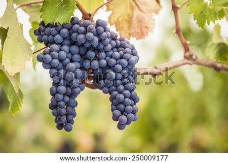 Bunches of Pinot Noir wine grapes on the vine