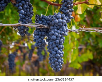 Bunches of purple grapes on the vine, vineyard in Niagara-on-the-Lake, Ontario,  Canada ,  fresh ripe juicy grapes close up, harvest time - Powered by Shutterstock