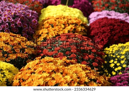Bunches of Purple, Orange, Yellow, Red, Marroon and Pink Chrysanthemum Mums Flowers
