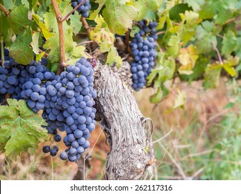 Bunches of rape cabernet sauvignon grapes growing in one of the vineyards in Western Cape, close to Franschhoek, South Africa. Landscape orientation. - Shutterstock ID 262117316