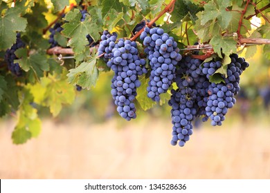 Bunches Of Red Grapes On Vine In Warm Light