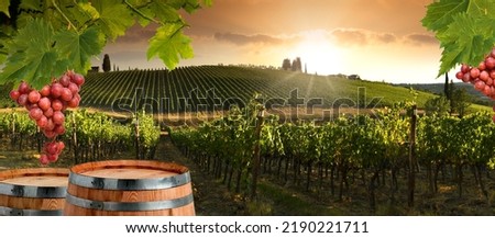 Bunches of red grapes and wooden barrels with beautiful vineyards at sunset in the Chianti Classico region near Greve in Chianti. Italy