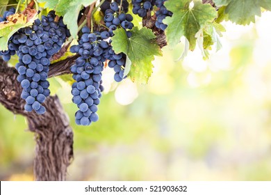 Bunches Of Red Wine Grapes On Vine