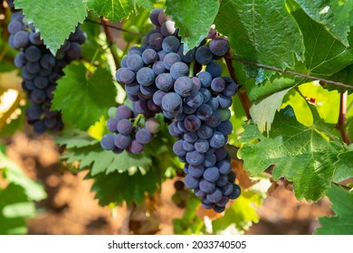 Bunches of red wine merlot grapes ripening on green vineyards in Campo Soriano near Terracina, Lazio, Italy