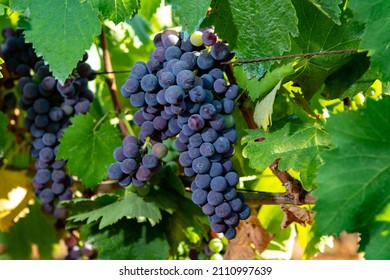 Bunches of red wine merlot grapes ripening on green vineyards in Campo Soriano near Terracina, Lazio, Italy