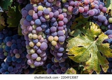 Bunches of ripe black wine grapes close up among green foliage during harvest season. Israel - Powered by Shutterstock