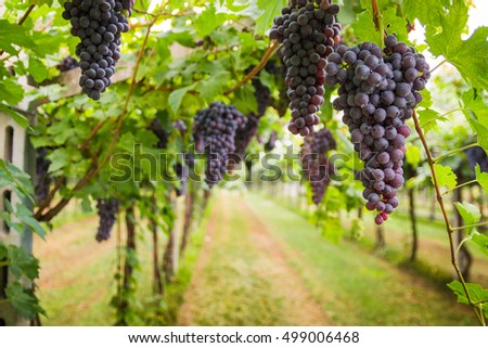 Bunches of ripe grapes before harvest.