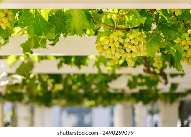 Bunches of ripe green grapes hang on white wooden pergola  perspective passage tunnel. Vineyard fruit harvest canopy arbor vineyard nature background. - Powered by Shutterstock