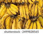 Bunches of ripe plantain in the Colombian peasant market square - Musa x paradisiaca.