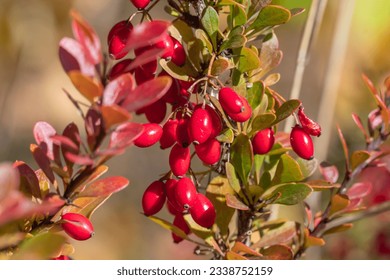 Bunches of ripe red berry barberry in autumn garden. Thunberg berberis fruits bitter in taste and inedible. Ornamental plant used in hedges and border plants. Acidic spice. Alternative medicine.