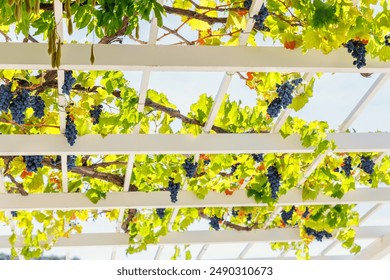 Bunches of ripe red grapes hang on white wooden pergola  perspective passage tunnel. Vineyard fruit harvest canopy arbor vineyard nature background. - Powered by Shutterstock