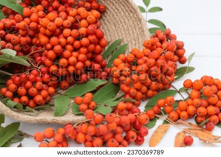 Bunches of  rowan  berries on white wooden background , ripe rowan berries in jute basket in autumn time, harvested  rowan berry bunches on natural white background