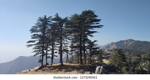 Bunches of trees
