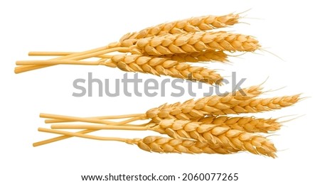 Bunches of wheat ears isolated on white background. Set of stacks. Whole grains. Package design elements with clipping path