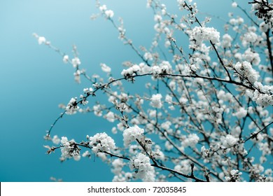 Bunches of white cherry blossoms.