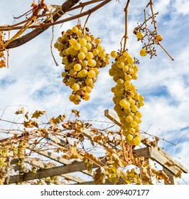 Bunches Of White Grapes On The Vine Before Being Harvested In Autumn, Wooden Lattice And Blue Sky With Clouds