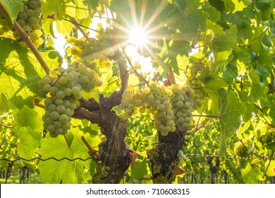 Bunches Of White Wine Grapes On Vine