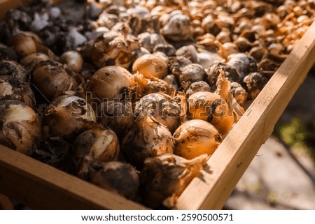 Similar – Image, Stock Photo Some soil in the water bowl
