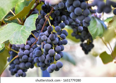 A bunchs of grapes of variety Othello - Vitis vinifera