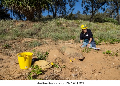 Bundaberg, Queensland/ Australia-January 7 2018: A Biology Student Assisting In Research On Nesting Sea Turtles Collects Data On A Female Loggerhead Turtle Laying Eggs On Mon Repos Beach In Australia.