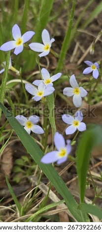 a bundle of azure bluet flower