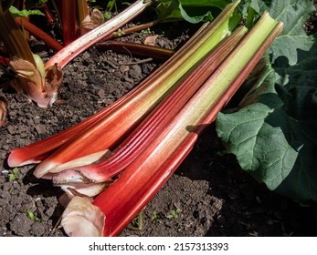 Bundle of big, fresh, ripe  fleshy, edible stalks of rhubarb harvested from garden on the ground next to a rhubarb plant growing in the garden in bright sunlight. Seasonal vegetable
