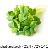 broccoli sprouts