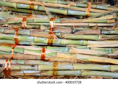 Bundle Of Chopped Napier Grass - Pennisetum Purpureum For Animal Food