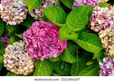 A bundle of colorful hydrangeas
