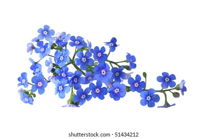 Bundle Of Fresh Blue Forget Me Not Flower