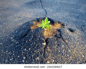 A bundle of green grass that broke through a crack in the asphalt. Old cracked asphalt close-up