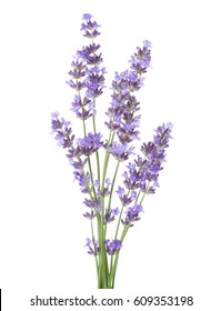 Bundle of lavender isolated on white background.