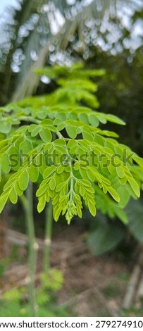 bundle leaves are altogether shining