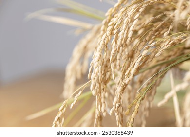 A bundle of rice harvested in autumn