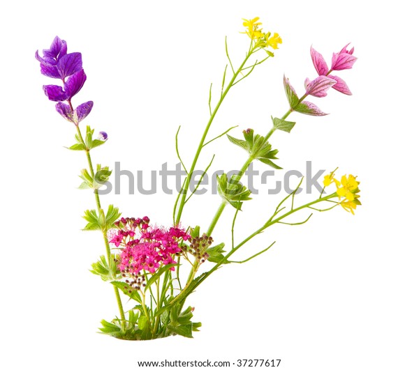 Bundle Small Flowers Isolated On White Stock Photo (Edit Now) 37277617