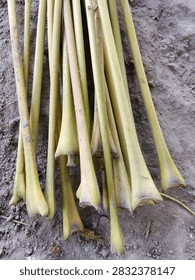 Bundle of sugarcane setts with cut stems lying on soil ground.