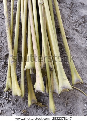 Bundle of sugarcane setts with cut stems lying on soil ground.