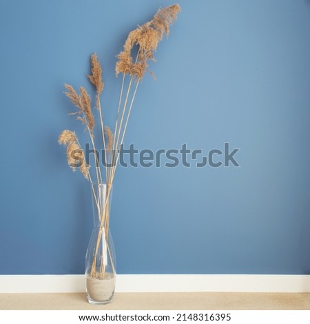 Bundle of tall stems of dry fluffy grass in a transparent glass vase against a blue wall. Modern interior decoration. Artificial noise and graininess. Copy space